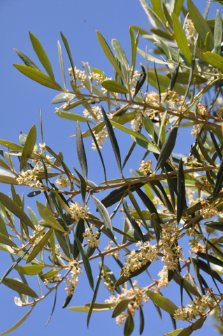 Plants to be aware of if you are prone to allergies and hay fever